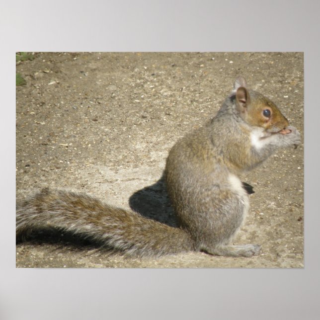 Affiches Squirrel Feeding Time Print (Devant)
