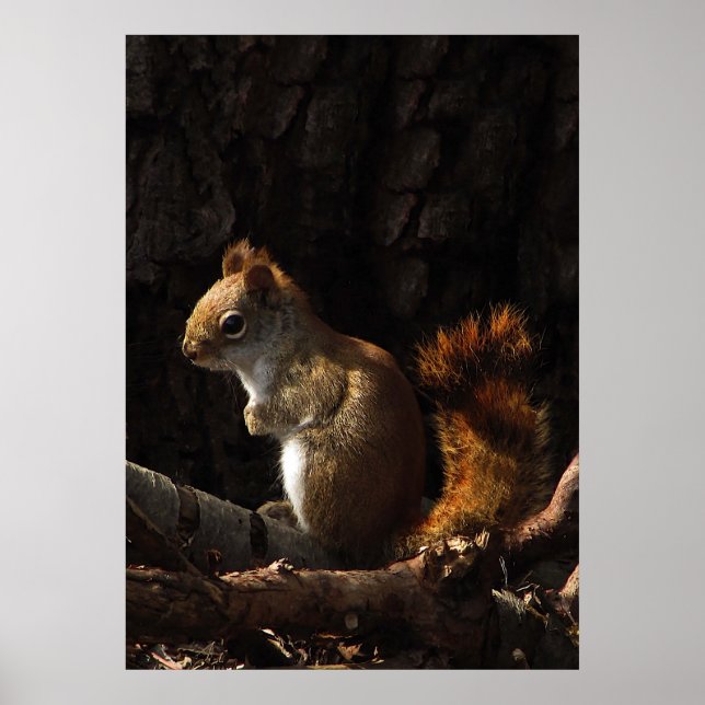 Affiches Squirrel in a Patch of Sunlight (Devant)