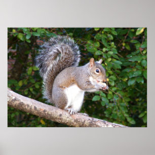 Affiches Squrrel mangeant du pain