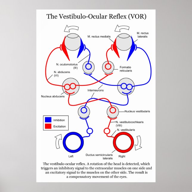 Affiches Stabilisation du mouvement oculaire Vestibulo Ocul (Devant)