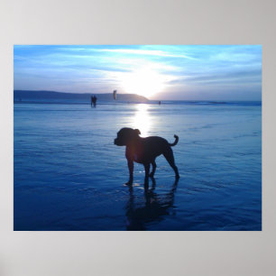 Affiches Staffordshire Bull Terrier