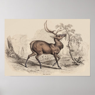 AFFICHES STAG (WAPITI) PRINT