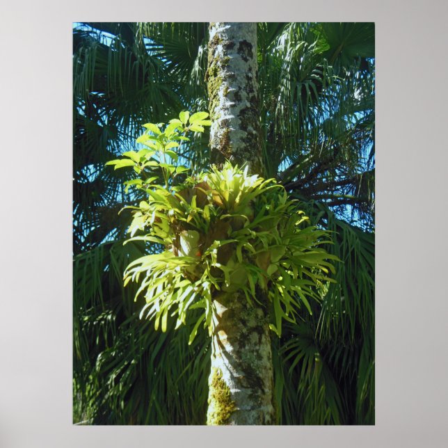 Affiches Staghorn Fern (Devant)
