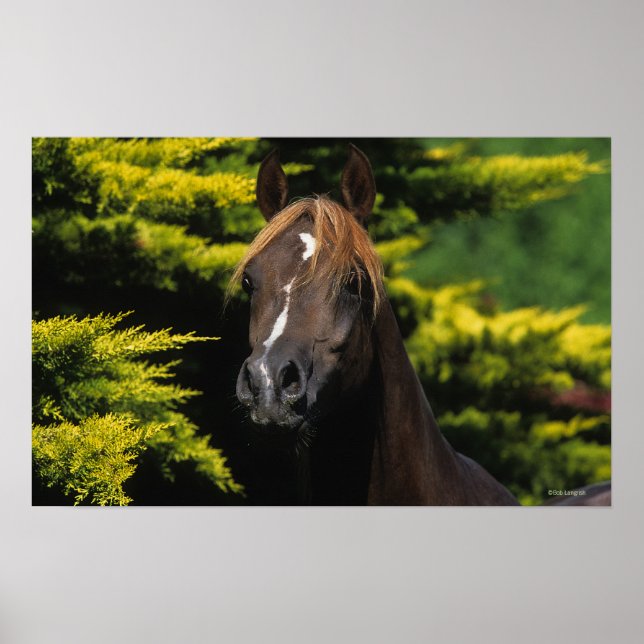 Affiches Stallion arabe (Devant)