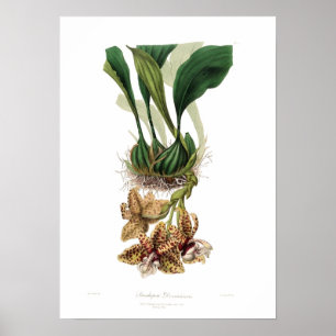 Affiches Stanhopea devoniensis