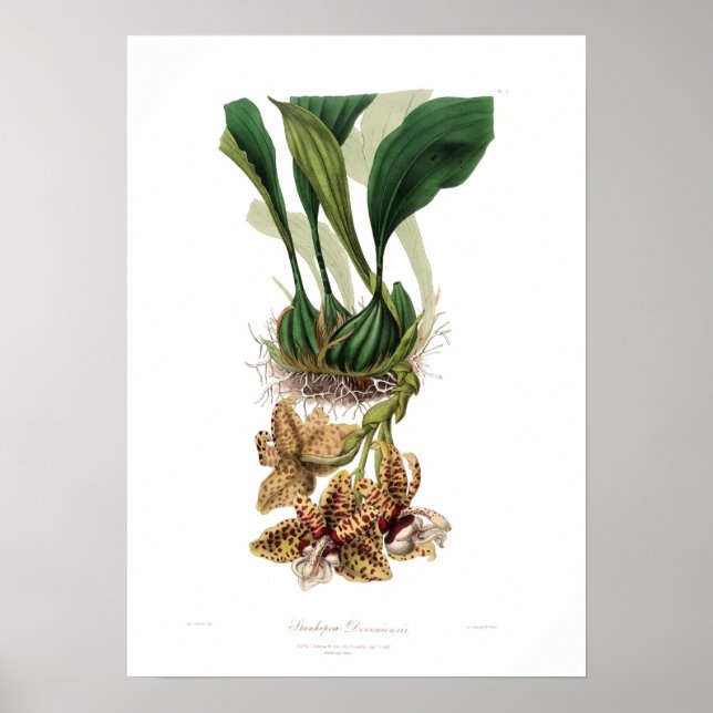 Affiches Stanhopea devoniensis (Devant)