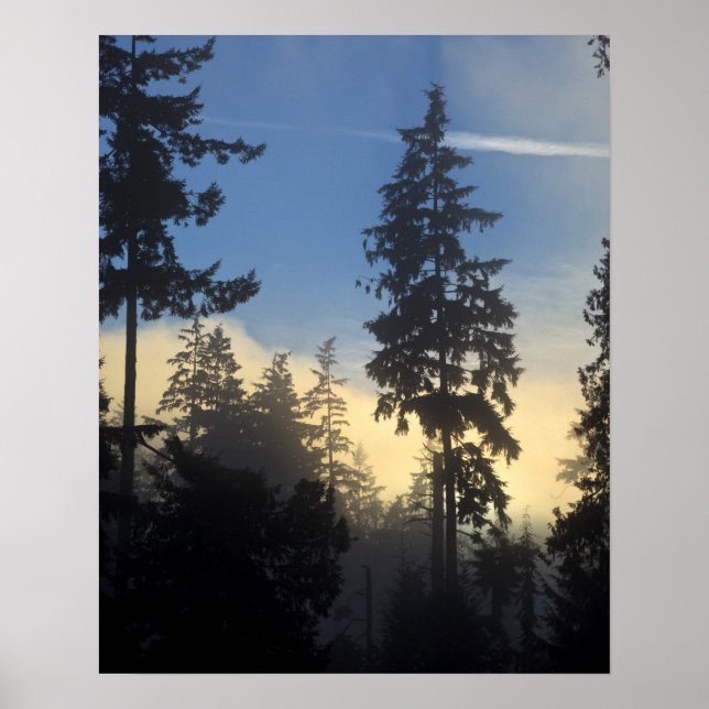 Affiches Stanley Park, bois, couche marine brouillard roula (Devant)