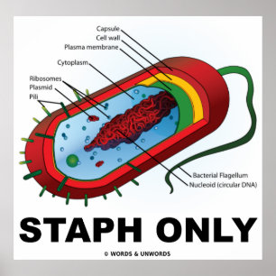 Affiches Staph uniquement (Bacteria Prokaryote)
