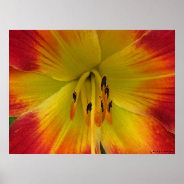 Affiches Starburst Lily (Devant)