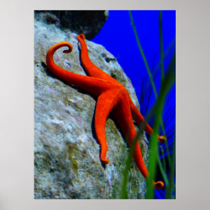 Affiches starfish-452926 PHOTOGRAPHIE DE STARFISH ROUGE CLA