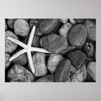 Affiches Starfish sur Rocks