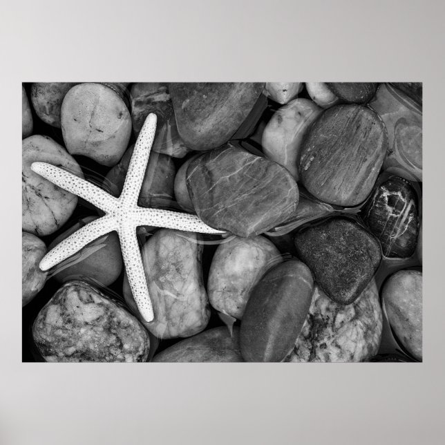 Affiches Starfish sur Rocks (Devant)