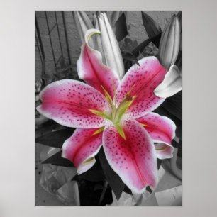 Affiches Stargazer Lily