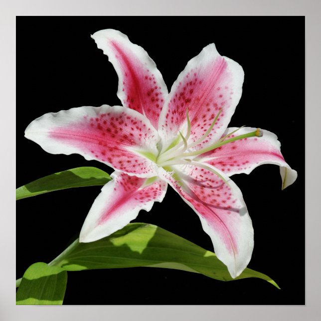 Affiches Stargazer Lily (Devant)