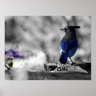 Affiches Steller Jay