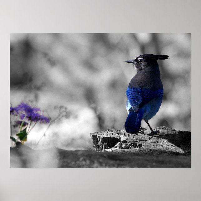 Affiches Steller Jay (Devant)