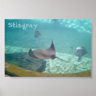 Affiches Stingray