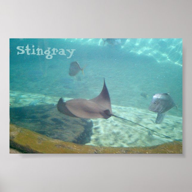 Affiches Stingray (Devant)