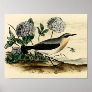 Affiches Stonechat Wren