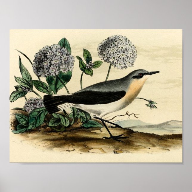 Affiches Stonechat Wren (Devant)