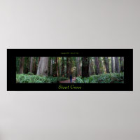 Stout Grove Redwood Trees