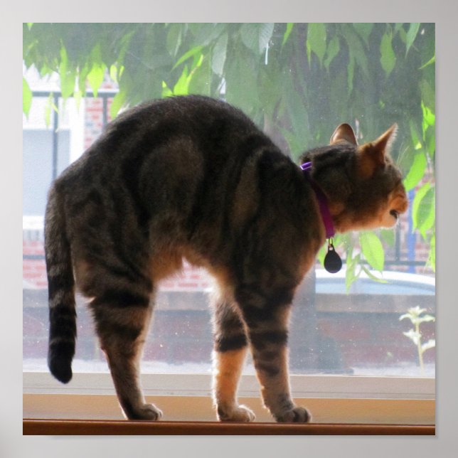 Affiches Stretching Indigo (Devant)