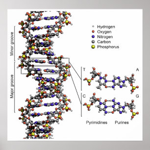Affiches Structure de l'ADN Diagramme acide désoxyribonuclé