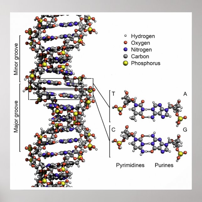 Affiches Structure de l'ADN Diagramme acide désoxyribonuclé (Devant)