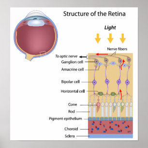 Affiches Structure de l'affiche Retina