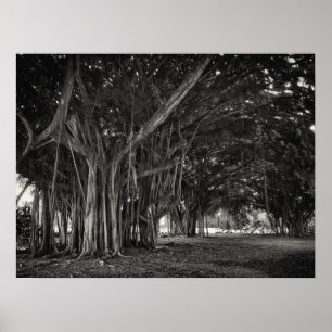 AFFICHES STRUCTURE DE RACINE D'ARBRE BANYAN