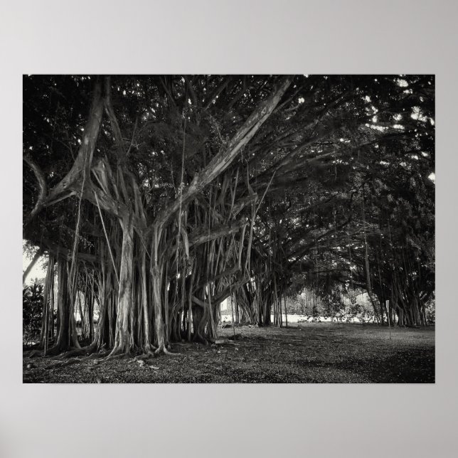 AFFICHES STRUCTURE DE RACINE D'ARBRE BANYAN (Devant)