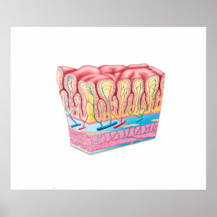 Affiches Structure Et Couches Anatomiques Du Mur D'Estomac