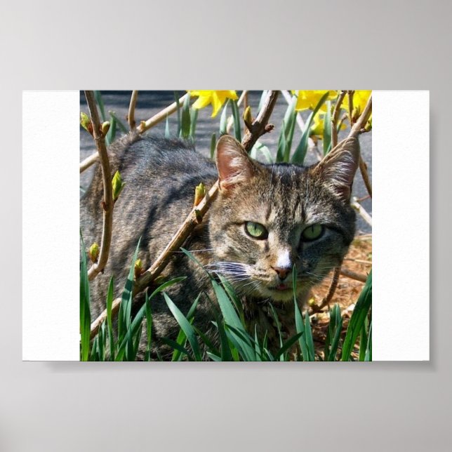 Affiches Stubby (Devant)