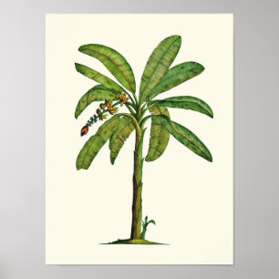 Affiches Stylet banane et encre