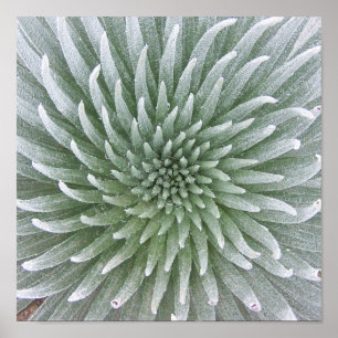 Affiches Succulent de Cactus hawaïens