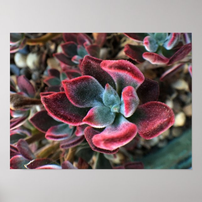 Affiches Succulente Velvet Rouge (Devant)