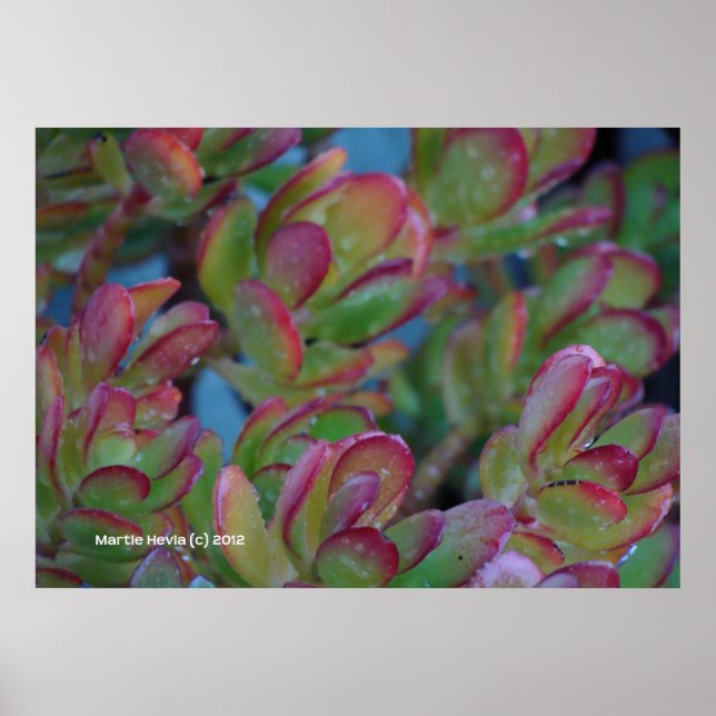 Affiches Succulents (Devant)