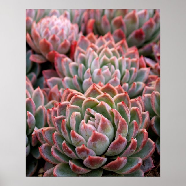 Affiches Succulents (Devant)