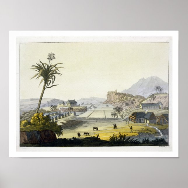 Affiches Sugar Plantation, Antilles (colour engraving) (Devant)