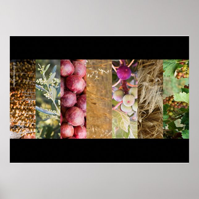 Affiches Sukkot (Devant)