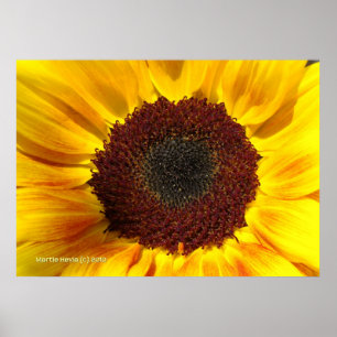 Affiches Sun Sunflower