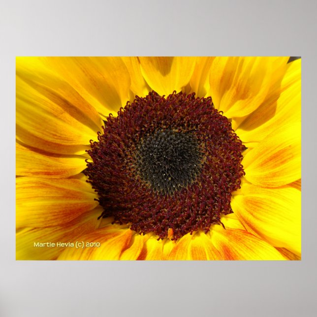 Affiches Sun Sunflower (Devant)