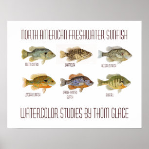Affiches Sunfish d'eau douce nord-américain