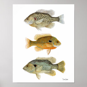 Affiches Sunfish Redear, Longear et Sunfish vert