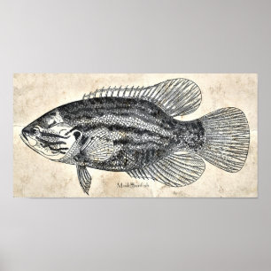 Affiches Sunfish vintage de boue de poissons d'art de mur