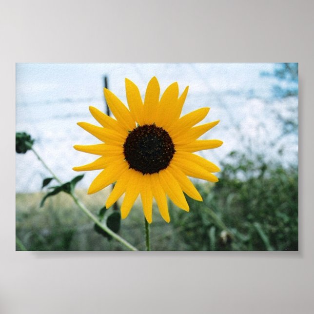 Affiches Sunfloer Lone (Devant)