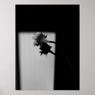 Affiches Sunflower and Shadow - Black and White Photograph