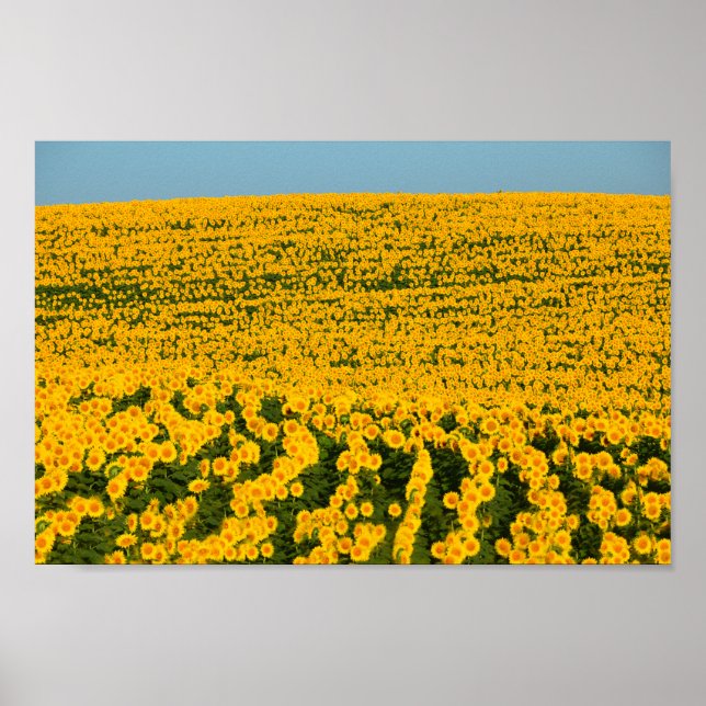 Affiches Sunflower Galore (Devant)