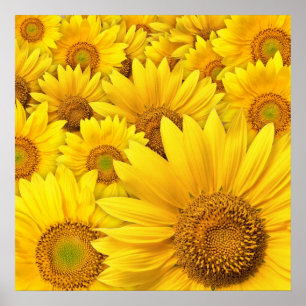 Affiches Sunflower jaune