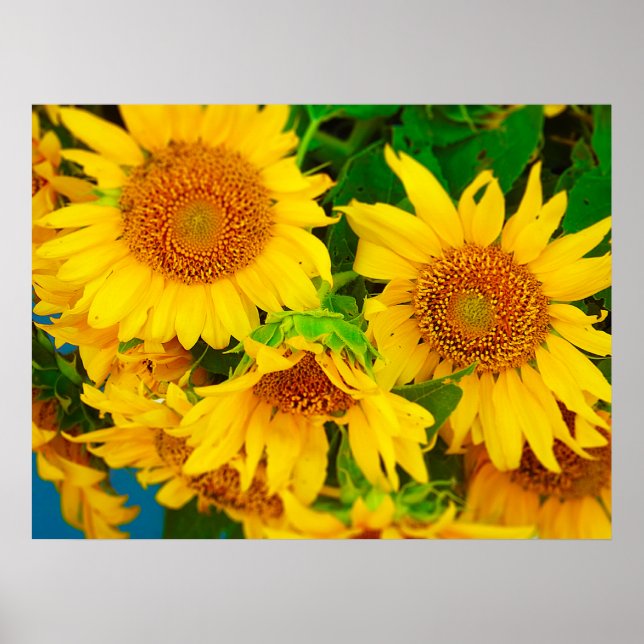 Affiches Sunflowers City Market KC Farmer's Market (Devant)